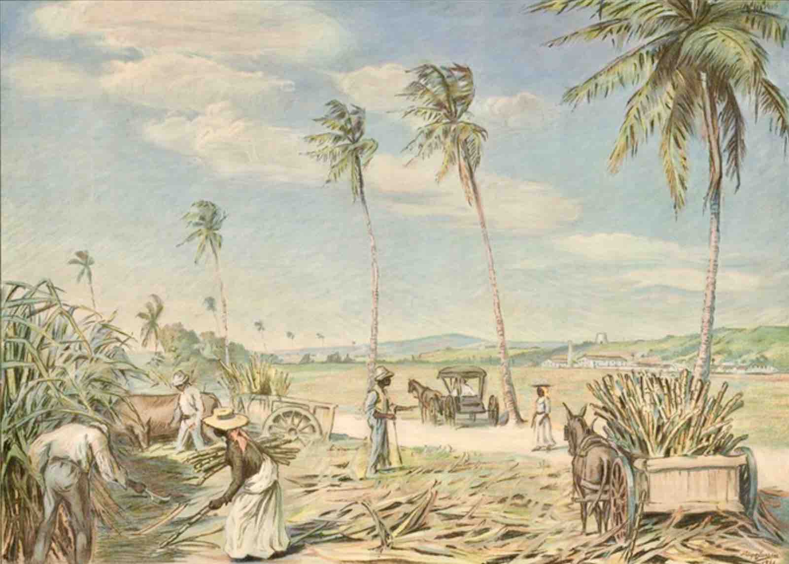 St. Croix Sugarcane field, Danish West Indies, US Virgin Islands history, dansk Vestindien-2