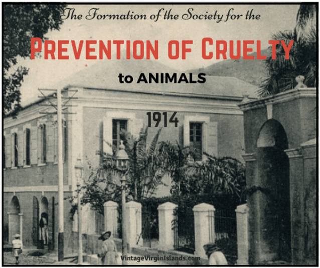 The formation of the Prevention of Cruelty to animals in St. Thomas, Danish West Indies ~ 1914 By Valerie Sims
