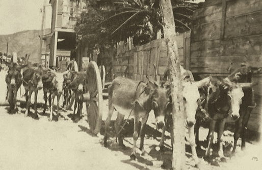 The Thrills and Dangers of Animal-Driven Carts in the Danish West Indies ~ 1906