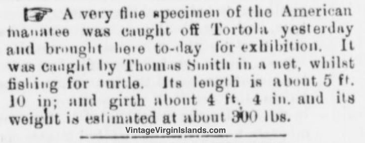 Tortola Manatee caught in Fishing Net, British Virgin Islands ~ 1899