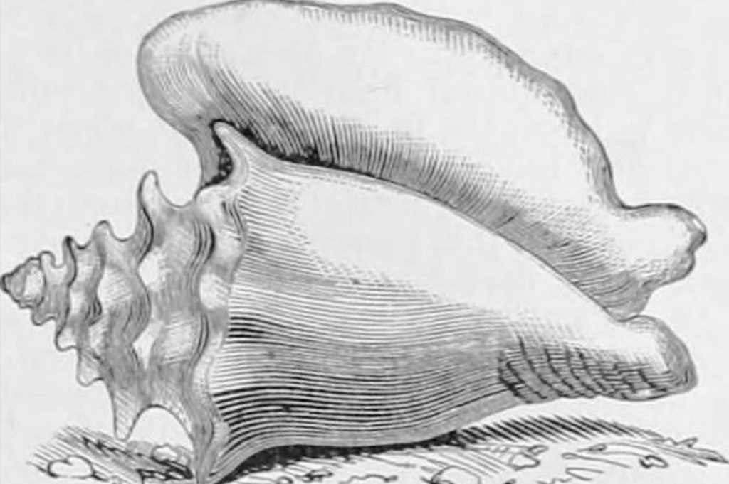 conch shell