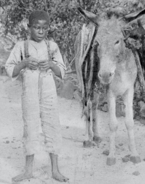 A boy standing next to a donkey