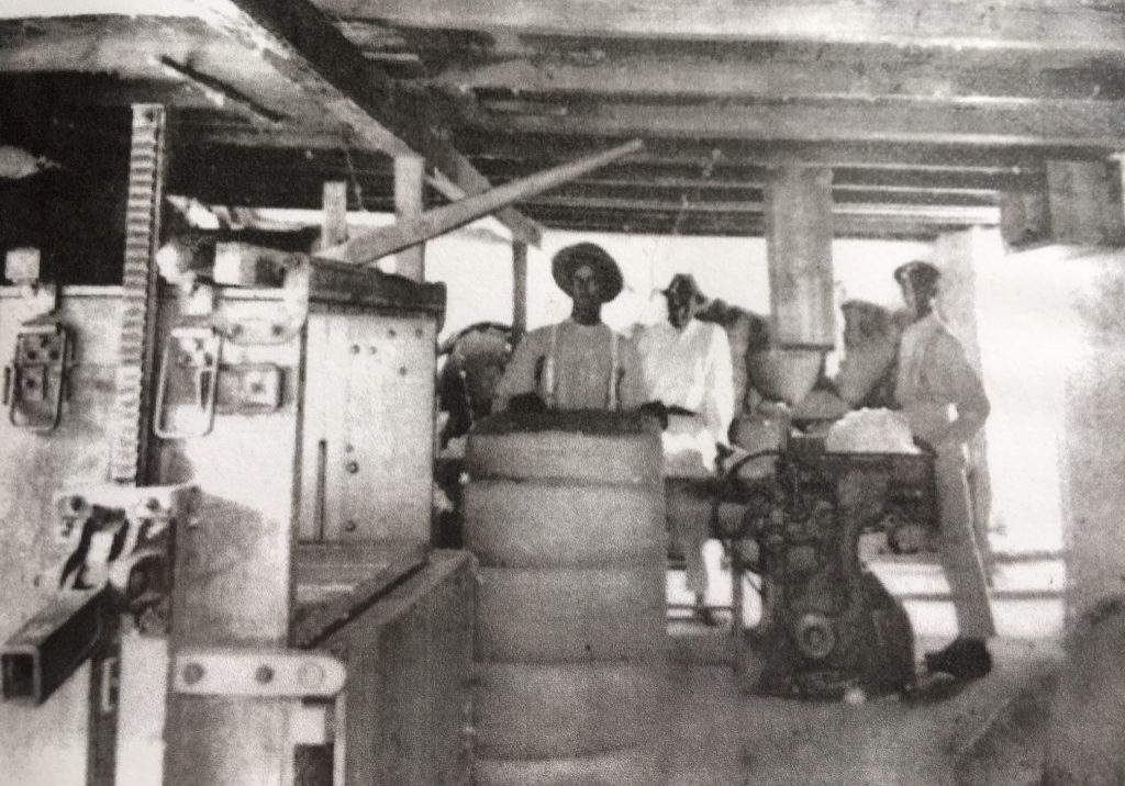 Tortola, 1908, Planting cotton,